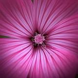 Pink Flower_50001